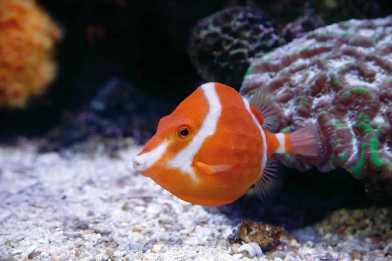Palma Aquarium, zdjęcie