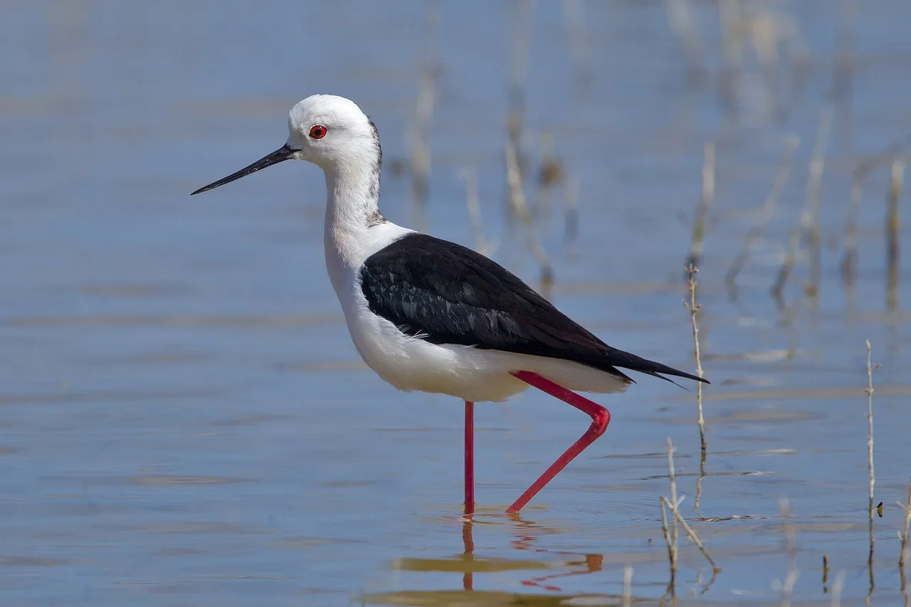 Park Przyrody S'Albufera, zdjęcie